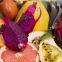 close-up-selection-delicious-exotic-fruits